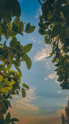 the sky is very blue and cloudy with some green leaves hanging from it's branches