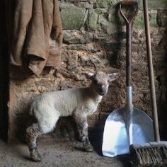 a sheep standing next to a pile of dirt with a shovel in front of it