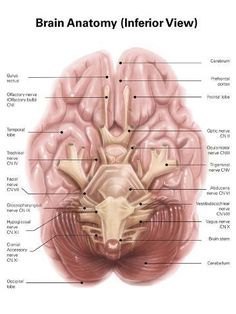 an image of the human brain with labels