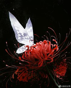 a white butterfly sitting on top of a red flower next to a black background with water droplets