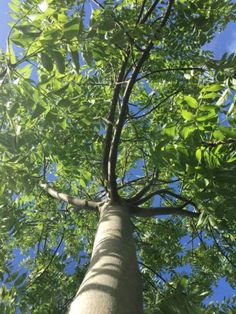 looking up at the top of a tall tree