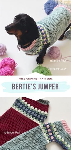 a dog wearing a knitted sweater and crochet pants with text overlay that says, free crochet pattern bertie's jumper