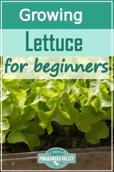 lettuce growing in a garden with the title growing lettuce for beginners