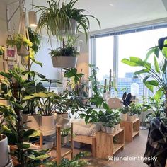 a room filled with lots of potted plants