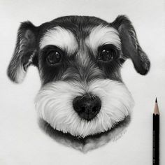 a black and white drawing of a dog's face