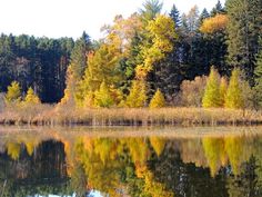 the trees are changing colors and reflecting in the water