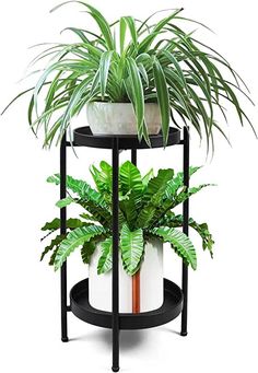 three tiered plant stand with potted plants on top and bottom, black metal frame