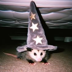 a rat wearing a wizard's hat on the floor