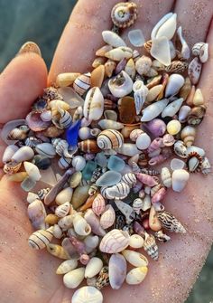 a person's hand full of sea shells