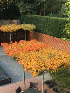 an outdoor dining area with tables and chairs, surrounded by trees that have orange leaves on them