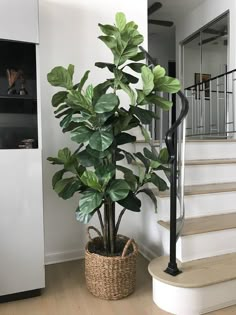 a houseplant in a basket on the floor next to a stair case and railing