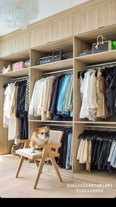 a dog sitting on a chair in front of a closet filled with clothes and handbags