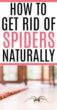 a spider crawling on the floor with text overlay reading how to get rid of spiders naturally