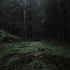 a dark forest filled with lots of tall trees