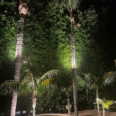 three palm trees are lit up at night in front of some green bushes and trees