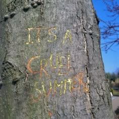 it is a cruel summer written on the bark of a tree