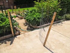 a fenced in vegetable garden with lots of green plants