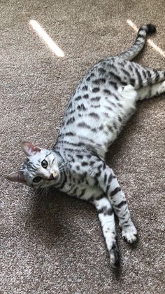 a cat laying on the floor with its eyes open and it's paw in the air