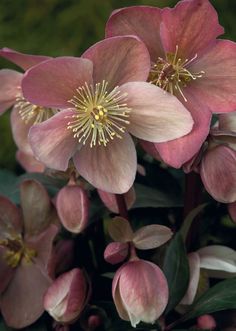 pink flowers with yellow stamens and green leaves