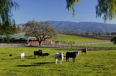 a herd of cattle standing on top of a lush green field next to a tree