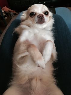 a small white dog sitting on its hind legs with it's paws in the air