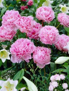 pink flowers are blooming in the garden