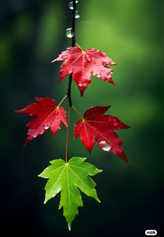 two red and green leaves hanging from a branch with drops of water on the leaves