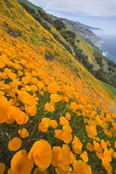 yellow flowers growing on the side of a hill next to the ocean in california, usa