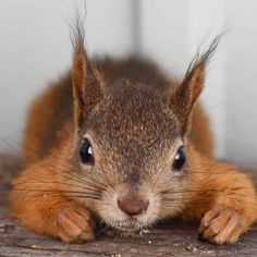 a close up of a squirrel laying on the ground