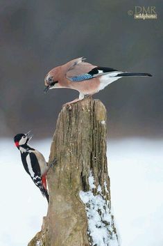 two birds standing on top of a tree stump in the snow next to each other