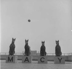 four dogs are sitting on blocks that spell out the word macy with their heads in front of them