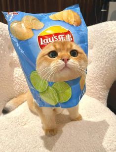 a cat sitting on top of a couch with a bag of chips