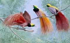 three birds sitting on top of a tree branch with long hair in their beaks