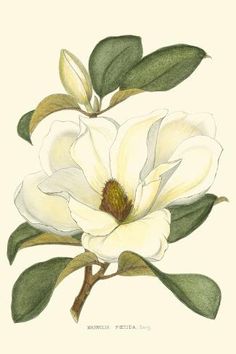 a drawing of a white flower with green leaves