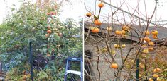 an orange tree with lots of fruit growing on it and in front of a house