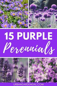 purple flowers with text overlay that reads 15 purple perennials