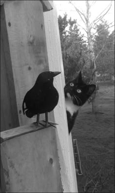 a black and white cat staring at a crow on a fence post in the yard