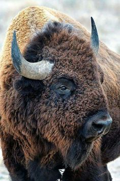 the bison is wearing a hat with horns