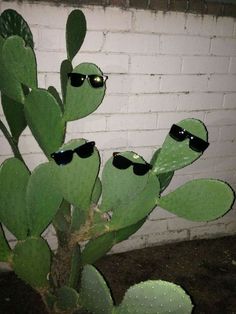 two green cactus wearing sunglasses with the caption says, they can i have it?