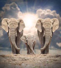 two elephants facing each other with the sky and clouds in the background, as seen from behind