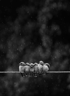 four birds sitting on a wire in the rain