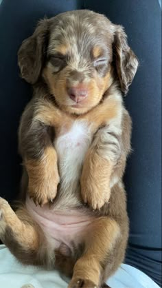 a small brown puppy sitting on top of a blue chair