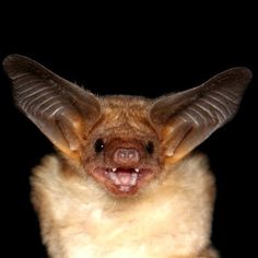 a close up of a bat with its mouth open and it's tongue out