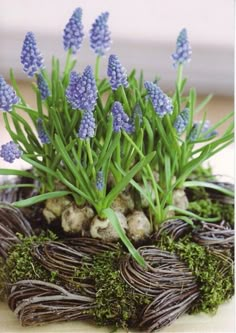 small blue flowers are growing out of the mossy planter in front of a window