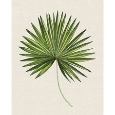 an image of a palm leaf on a white background