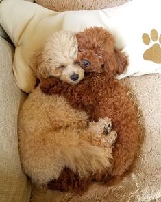 two poodles cuddle on top of each other on a couch next to a pillow