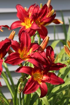 red and yellow flowers in front of a house