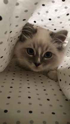 a small kitten peeking out from under a polka dot blanket