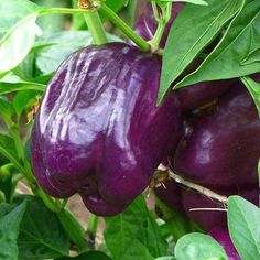 purple eggplant growing on the plant with green leaves