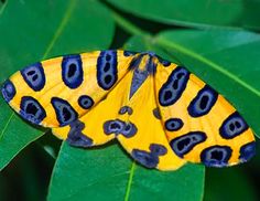 a yellow and blue butterfly sitting on top of a green leaf covered in black spots